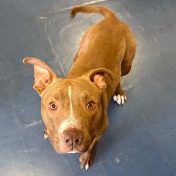 Shelter Stray Male Dog last seen , Los Angeles, CA 90018