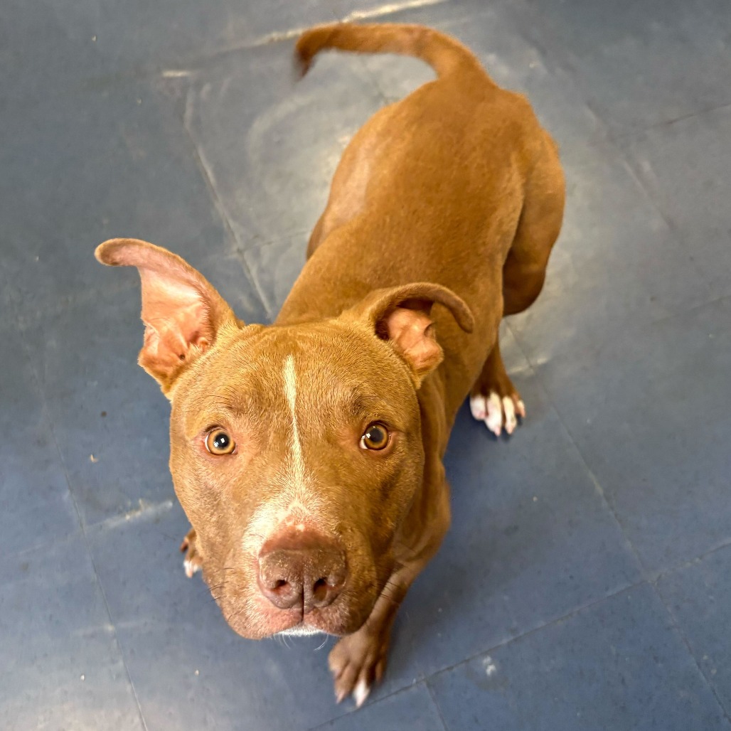 Shelter Stray Male Dog last seen , Los Angeles, CA 90018