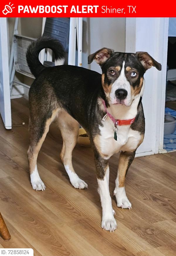Lost Female Dog last seen Near State HWY 95 S & 340 , SHINER TX .Henkhause area , Shiner, TX 77984