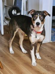 Lost Female Dog last seen Near State HWY 95 S & 340 , SHINER TX .Henkhause area , Shiner, TX 77984