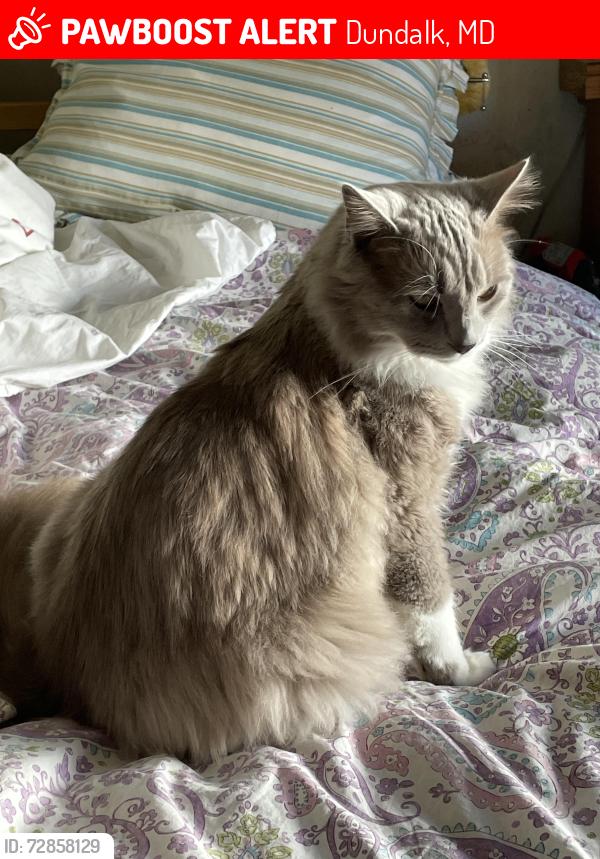 Lost Male Cat last seen Sollers Point RD, Dundalk, MD 21222