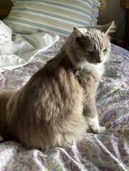 Lost Male Cat last seen Sollers Point RD, Dundalk, MD 21222