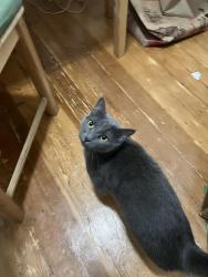 Found/Stray Female Cat last seen Sunset blvd, Los Angeles, CA 90028