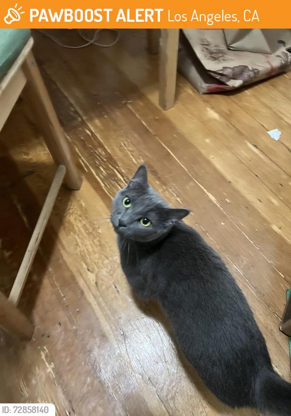 Found/Stray Female Cat last seen Sunset blvd, Los Angeles, CA 90028