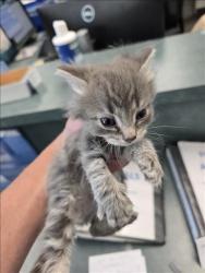 Shelter Stray Female Cat last seen , Chatsworth, CA 91311