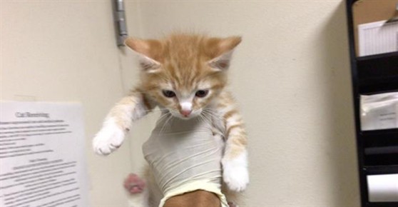 Shelter Stray Male Cat last seen Near BLOCK VAN BUREN BLVD, Jurupa Valley, CA 92509