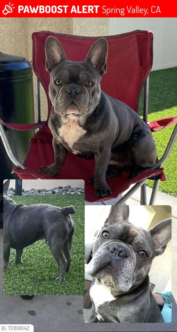 Lost Male Dog last seen Bonneyville Street/ Helix Street, Spring Valley, CA 91977