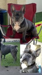 Lost Male Dog last seen Bonneyville Street/ Helix Street, Spring Valley, CA 91977