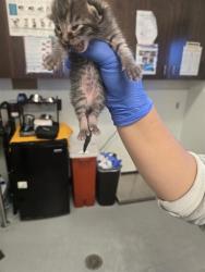 Shelter Stray Male Cat last seen CROMWELL ST BAKERSFIELD, Bakersfield, CA 93307
