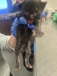 Shelter Stray Male Cat last seen CROMWELL ST BAKERSFIELD, Bakersfield, CA 93307