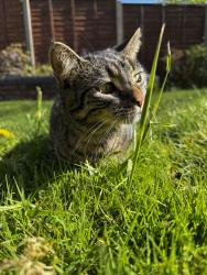 Lost Male Cat last seen Last seen on kineton green road Solihull B927ES , we live infront of Langley school too, but she is microchipped too , West Midlands, England B92