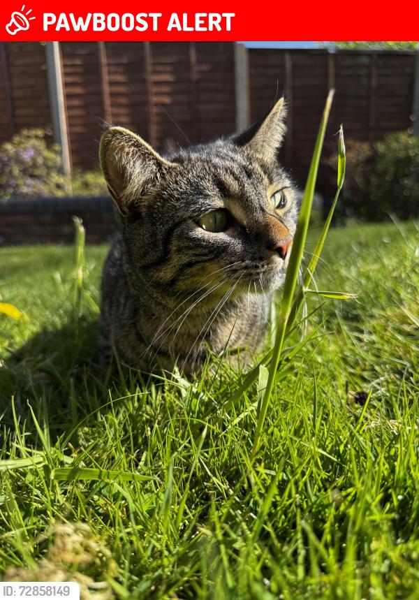Lost Male Cat last seen Last seen on kineton green road Solihull B927ES , we live infront of Langley school too, but she is microchipped too, West Midlands, England B92