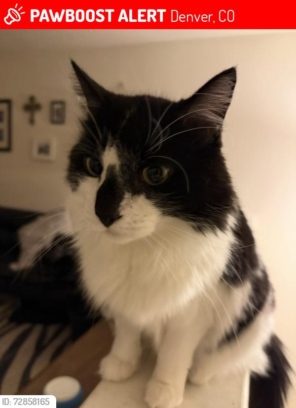Lost Male Cat last seen Near s Quebec way, Denver, CO 80231
