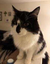 Lost Male Cat last seen Near s Quebec way, Denver, CO 80231