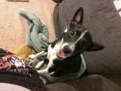 Found/Stray Female Dog last seen Zillah post office , Zillah, WA 98953