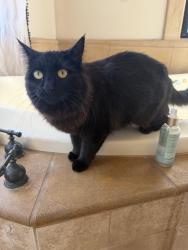 Lost Female Cat last seen Willow Glen ca , Fallbrook, CA 92028