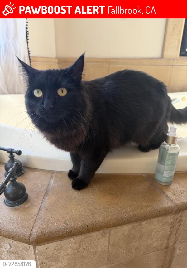 Lost Female Cat last seen Willow Glen ca , Fallbrook, CA 92028