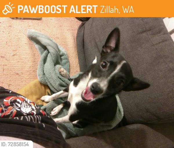Found/Stray Female Dog last seen Zillah post office , Zillah, WA 98953