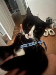 Lost Male Cat last seen Oranthorpe, Anaheim, CA 92807
