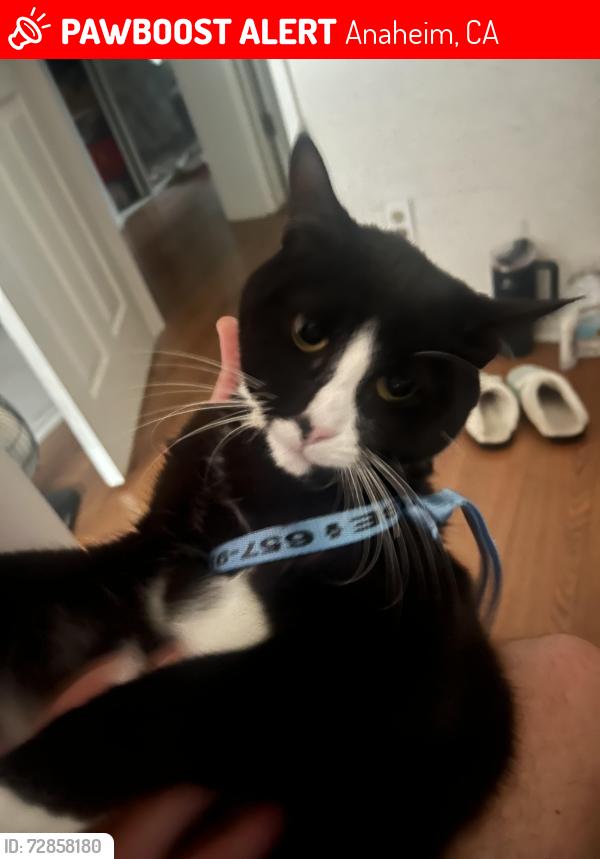 Lost Male Cat last seen Oranthorpe, Anaheim, CA 92807