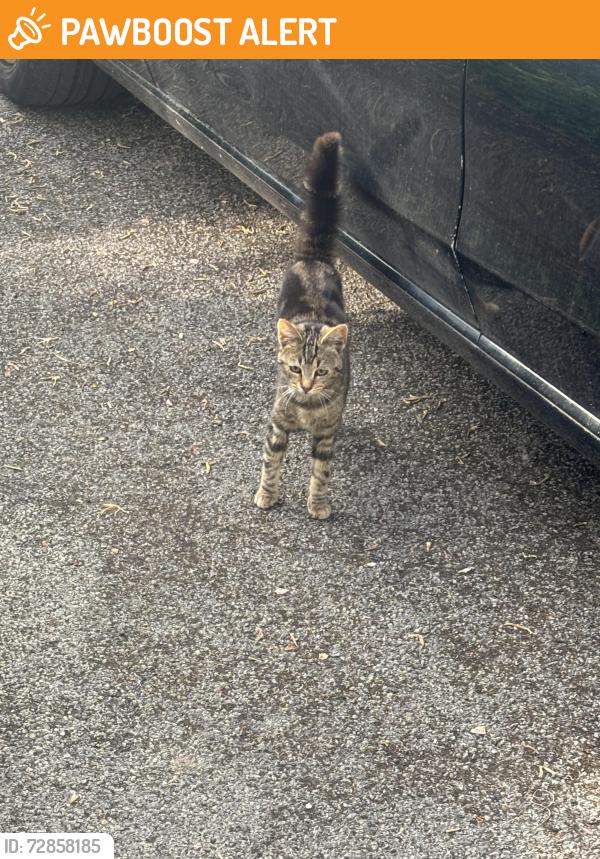 Found/Stray Unknown Cat last seen Selly ave , West Midlands, England B29 7PE