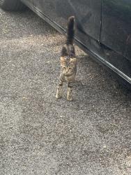 Found/Stray Unknown Cat last seen Selly ave , West Midlands, England B29 7PE