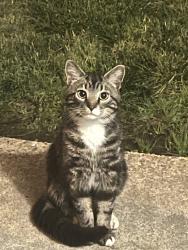 Found/Stray Unknown Cat last seen Apt 4, Virginia Beach, VA 23452