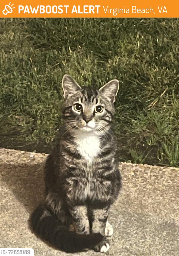 Found/Stray Unknown Cat last seen Apt 4, Virginia Beach, VA 23452