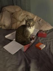 Lost Female Cat last seen Hwy 150, publix, Lake Norman of Catawba, NC 28673