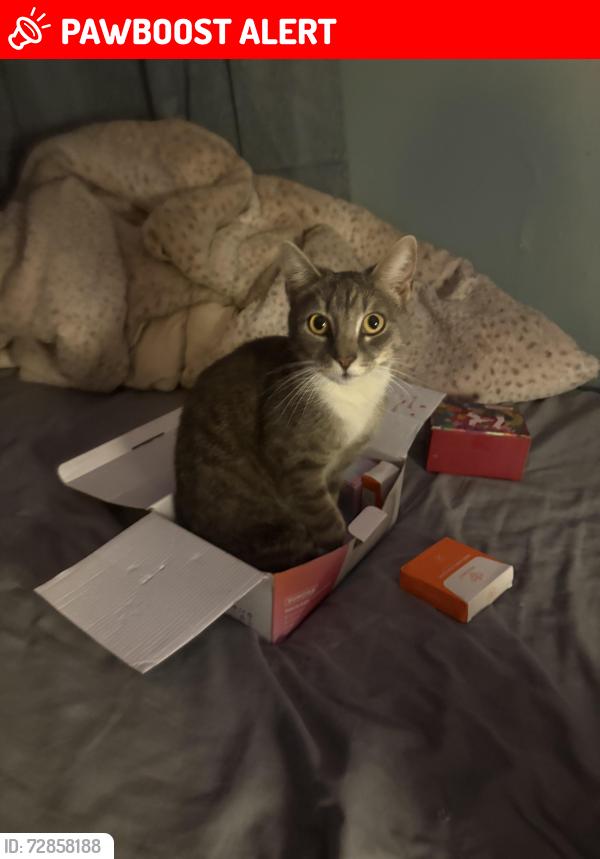 Lost Female Cat last seen Hwy 150, publix, Lake Norman of Catawba, NC 28673