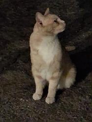 Found/Stray Unknown Cat last seen 29th Columbus , Tucson, AZ 85711