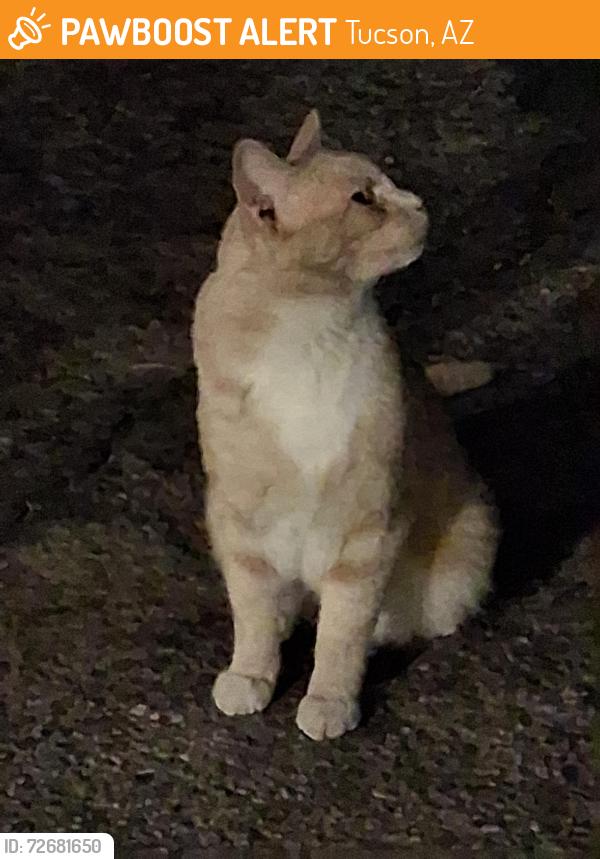 Found/Stray Unknown Cat last seen 29th Columbus , Tucson, AZ 85711