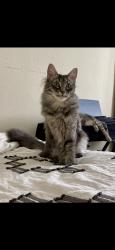 Lost Female Cat last seen Brazo, Hardaway Dr, La Mirada, CA 90638