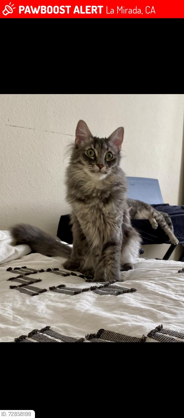 Lost Female Cat last seen Brazo, Hardaway Dr, La Mirada, CA 90638