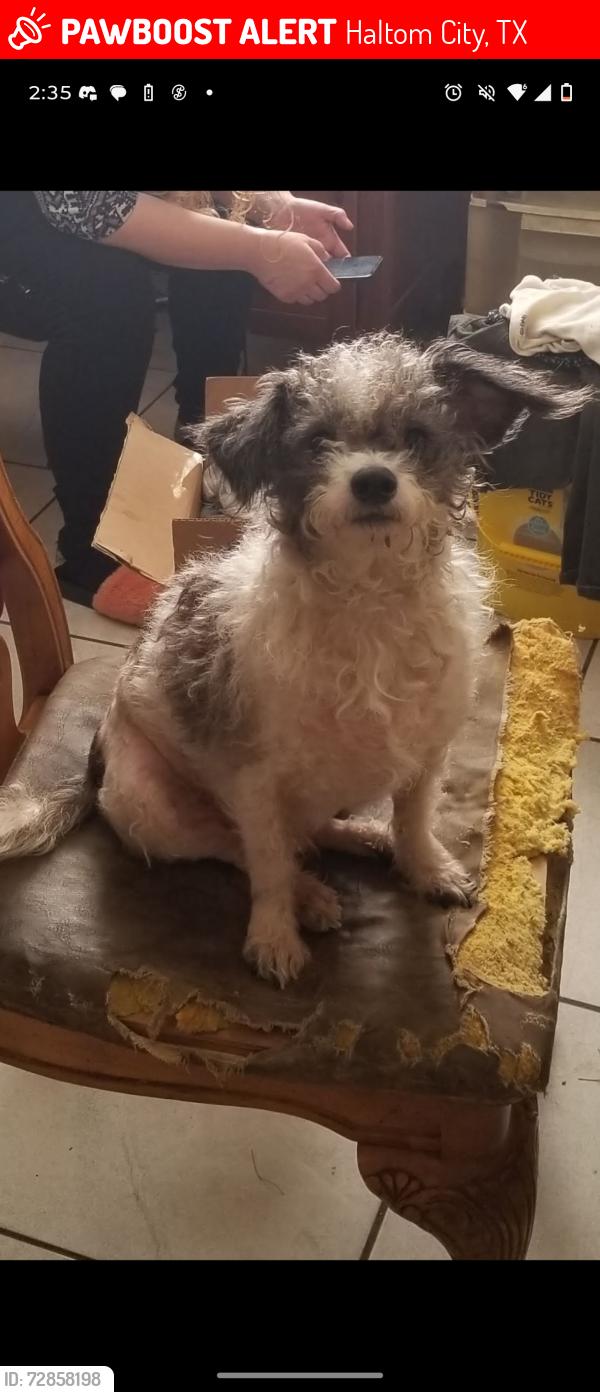 Lost Male Dog last seen North beach st near selma st, Haltom City, TX 76111