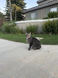 Found/Stray Unknown Cat last seen Ravensthorp, San Diego, CA 92131