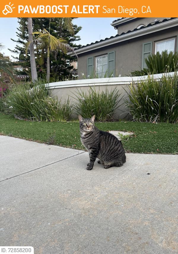 Found/Stray Unknown Cat last seen Ravensthorp, San Diego, CA 92131