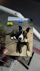 Lost Male Dog last seen Lowes, Las Vegas, NV 89130