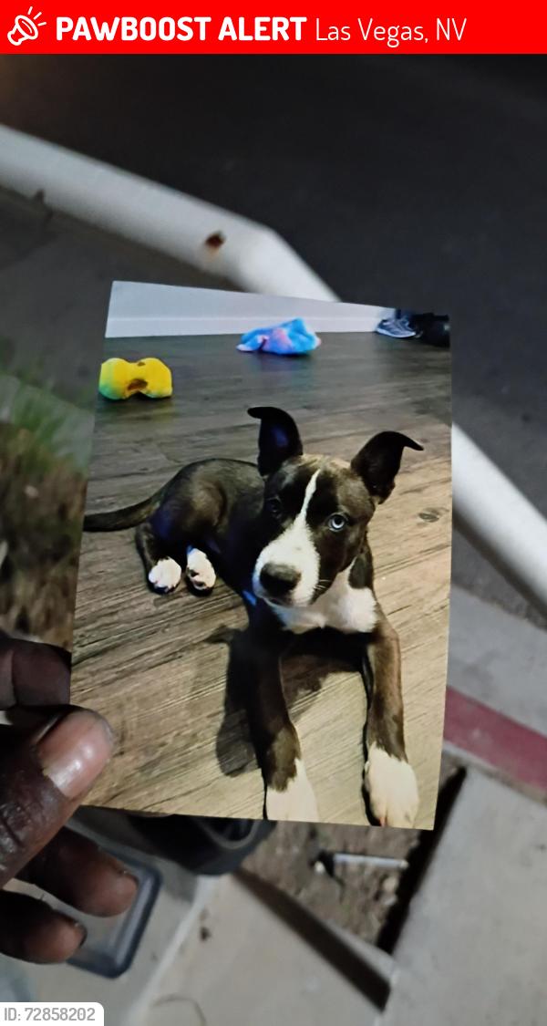 Lost Male Dog last seen Lowes, Las Vegas, NV 89130
