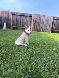 Lost Male Dog last seen Reigate Ln., Channelview, TX 77530