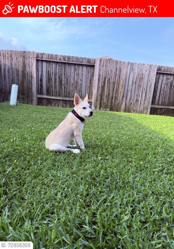 Lost Male Dog last seen Reigate Ln., Channelview, TX 77530