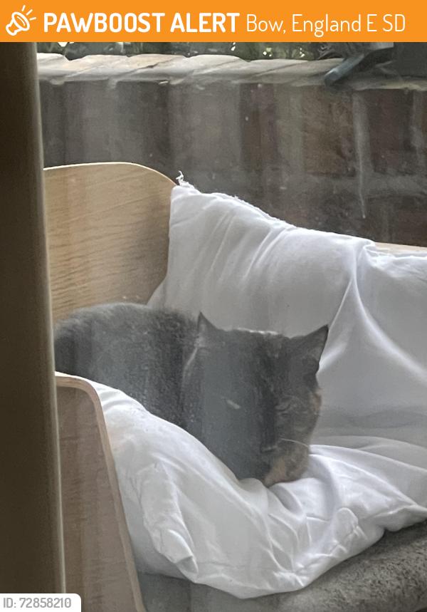 Found/Stray Unknown Cat last seen Pancras way, Bow, England E3 2SD