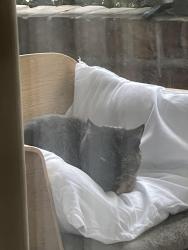 Found/Stray Unknown Cat last seen Pancras way , Bow, England E3 2SD