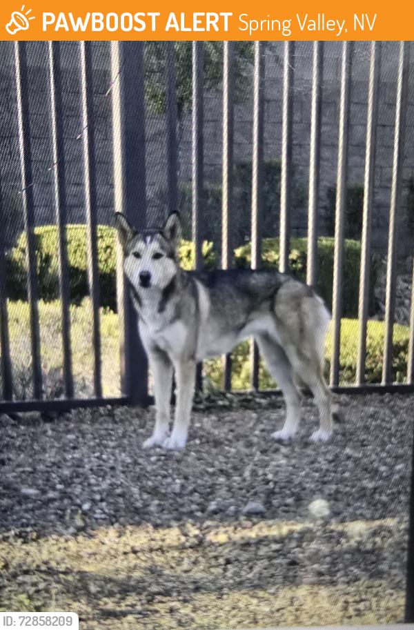 Found/Stray Female Dog last seen W Flamingo and El capitan , Spring Valley, NV 89147