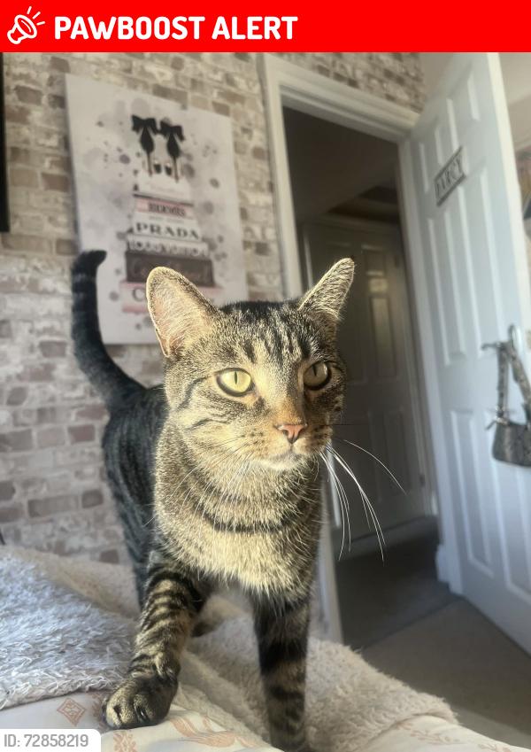 Lost Male Cat last seen Near kineton green road behind Langley school solihull, West Midlands, England B92 7ES