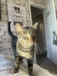 Lost Male Cat last seen Near kineton green road behind Langley school solihull, West Midlands, England B92 7ES