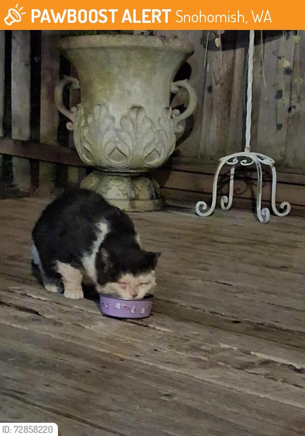 Found/Stray Unknown Cat last seen 9th street and cottage ave, Snohomish, WA 98290