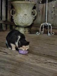 Found/Stray Unknown Cat last seen 9th street and cottage ave, Snohomish, WA 98290