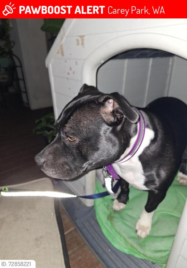 Lost Female Dog last seen Carey Park, Carey Park, WA 6230