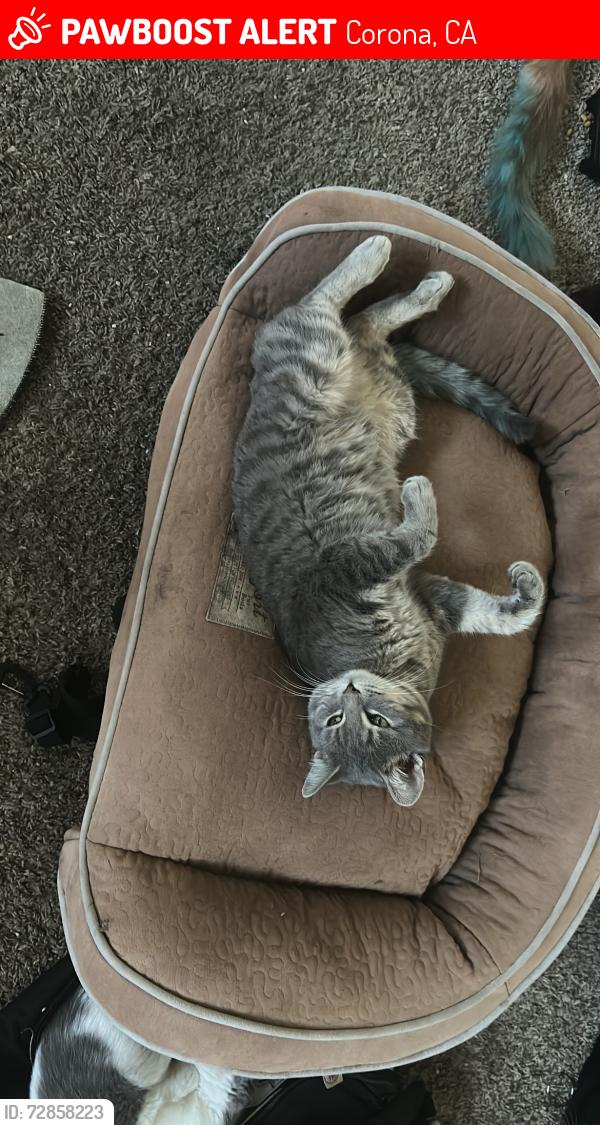 Lost Male Cat last seen Mary Helen St, Corona, CA 92879